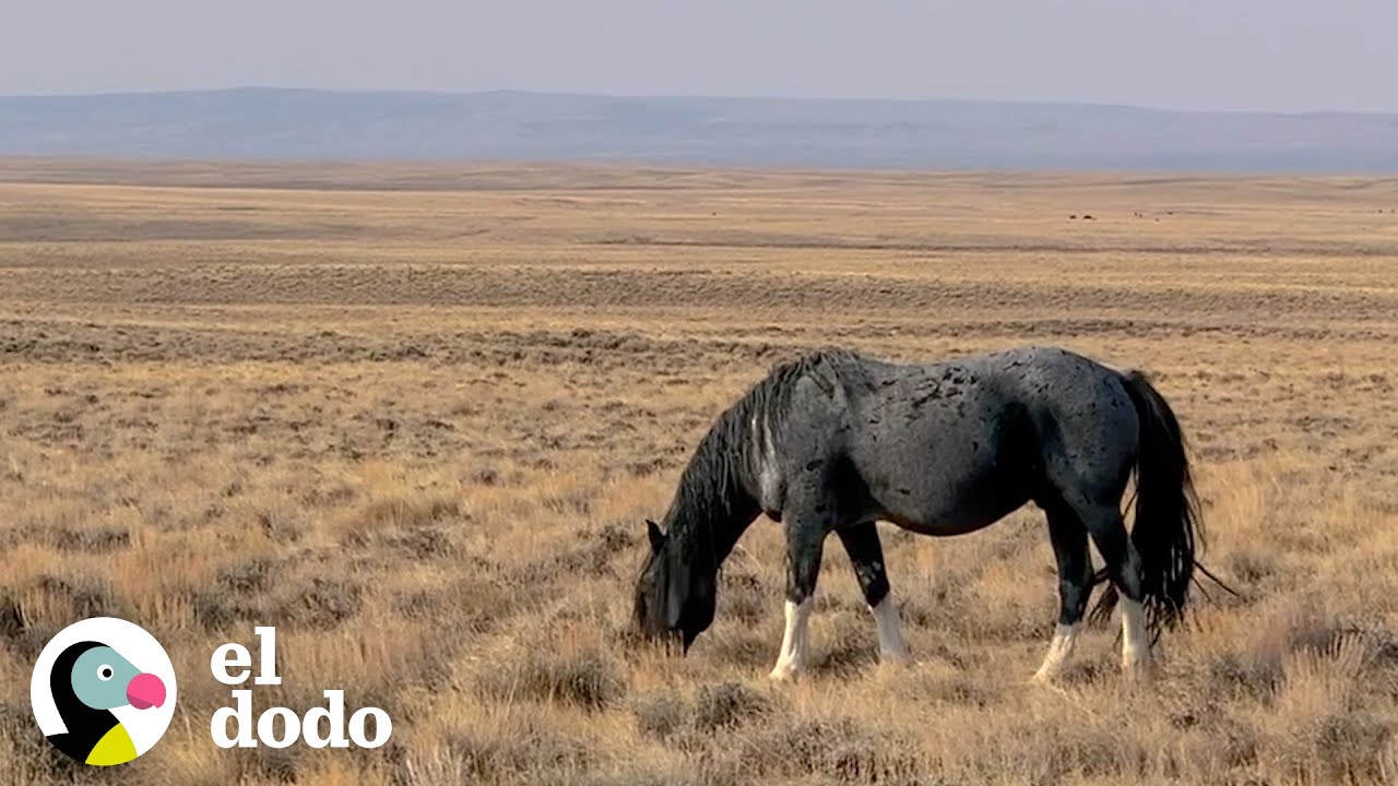 Mujer pasa más de un año tratando de encontrar un caballo salvaje capturado y su familia | El Dodo
