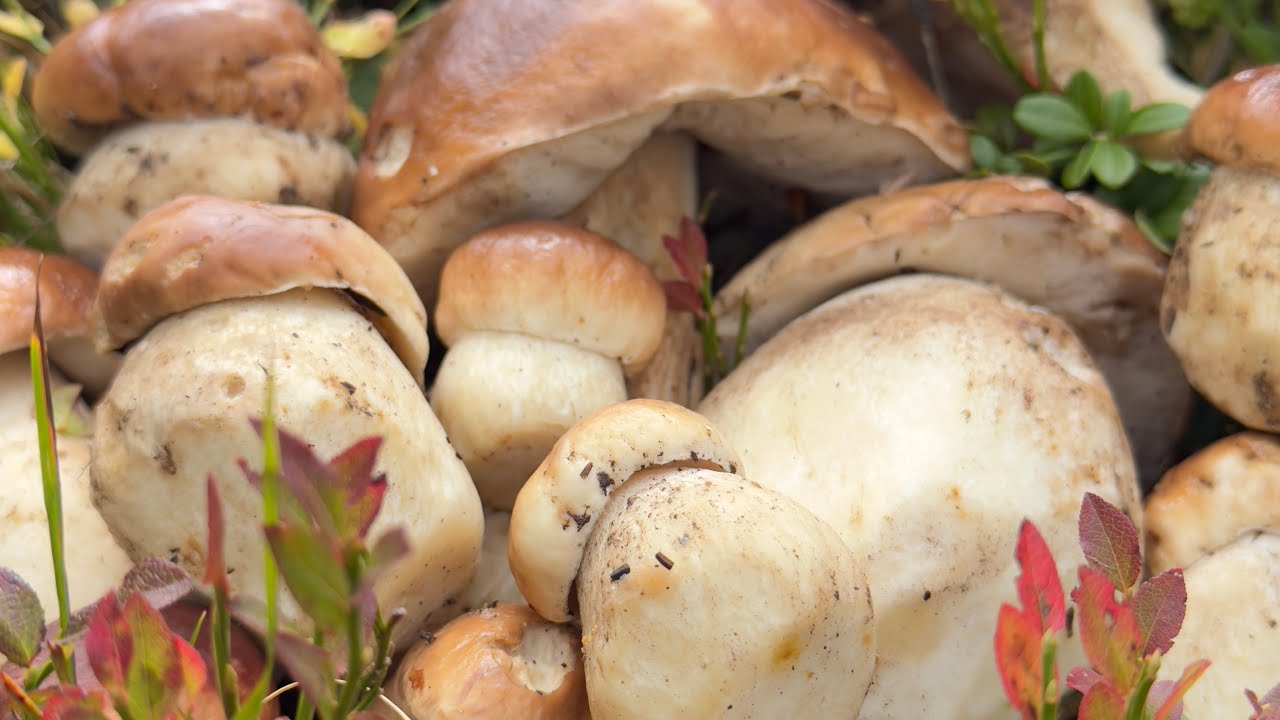 Ep.45 ขึ้นเขาเก็บเห็ดผึ้งหวาน ชมบรรยากาศเมืองสวิส เห็ดไม่ค่อยสวยแต่ดีต่อใจ 