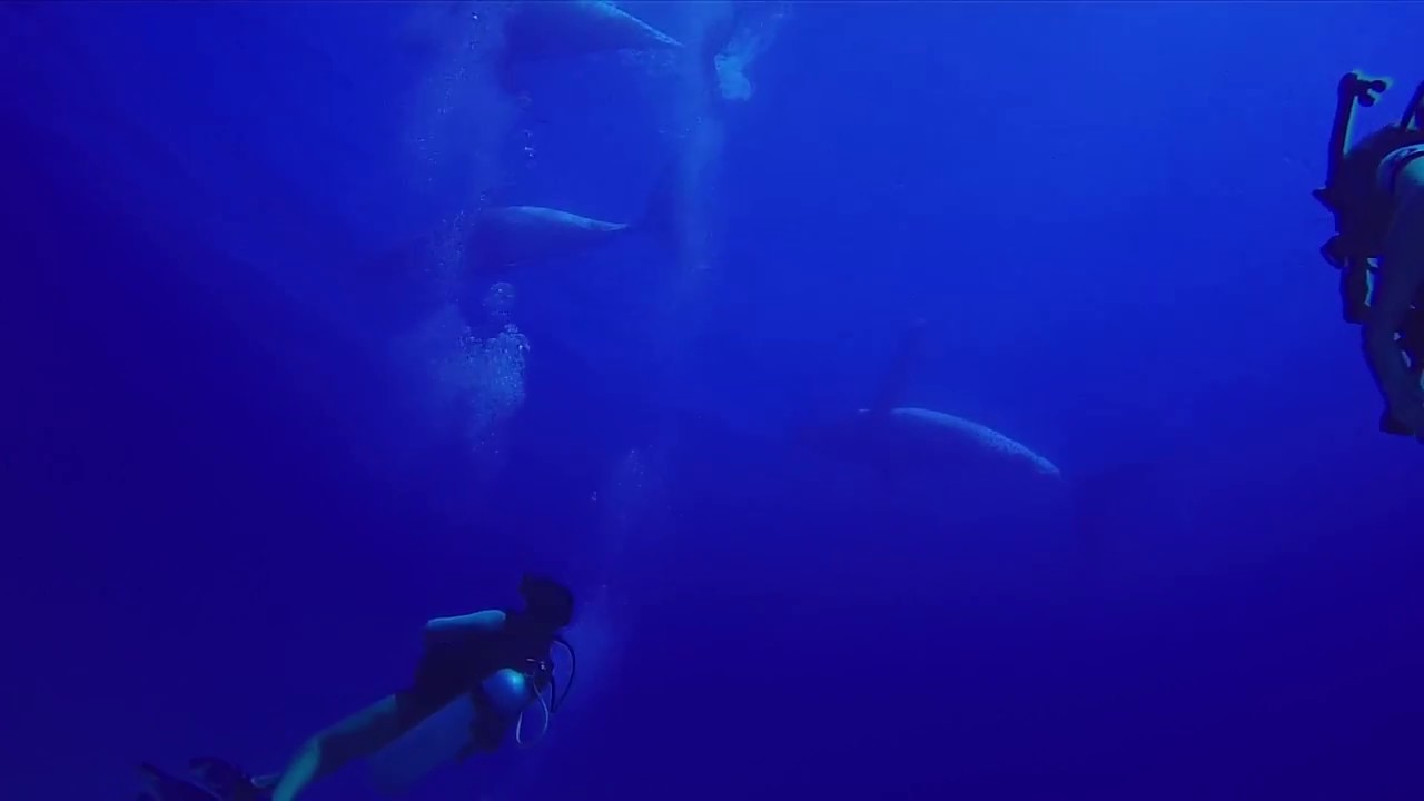 Humpback Whales in Rarotonga, Cook Islands