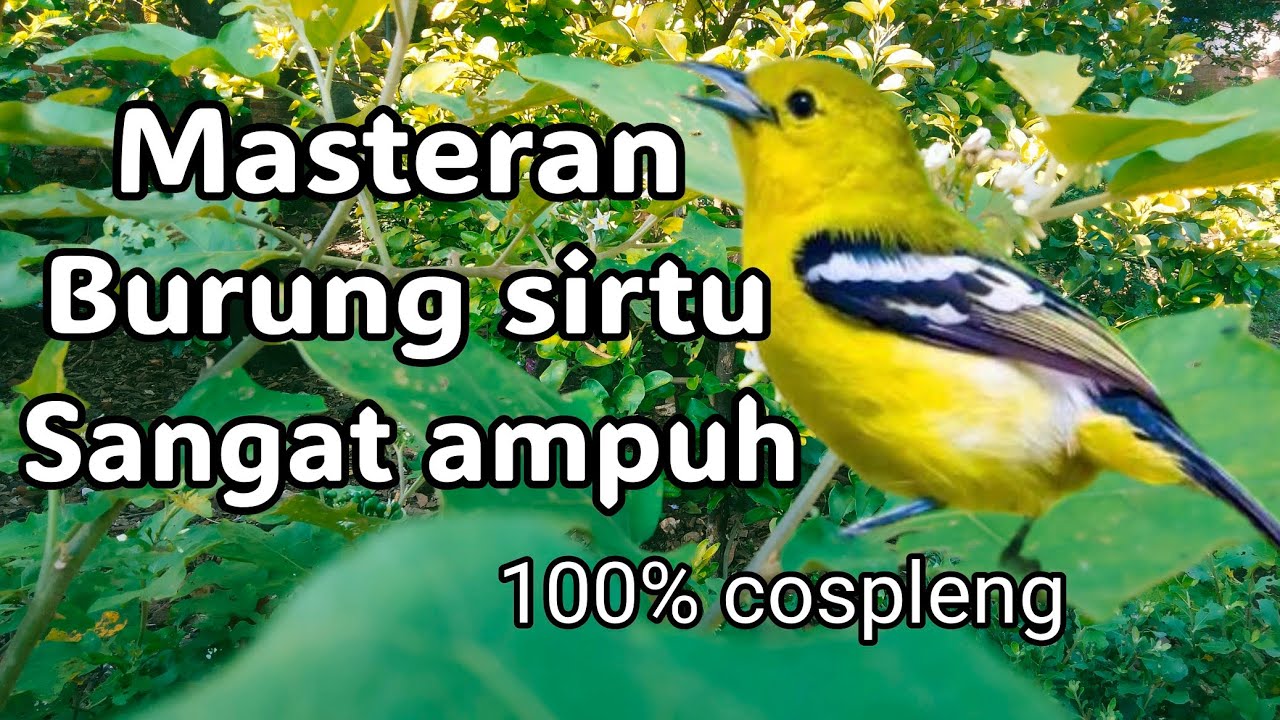 PANCINGAN BURUNG SIRTU CIPOH JANTAN || SUARA SIRTU GACOR MEMANGGIL LAWAN 100% COSPLENG #konselet 