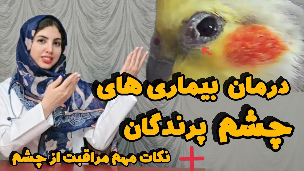 تشخیص و درمان اصولی عفونت چشم پرنده | نکات مهم برای مراقبت از چشم عروس هلندی و سایر پرندگان