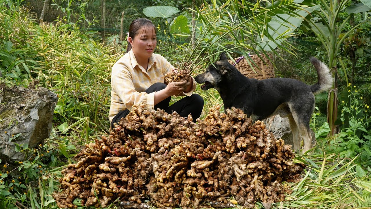 Mountain life, harvesting ginger goes to market sell - Taking care of pets 