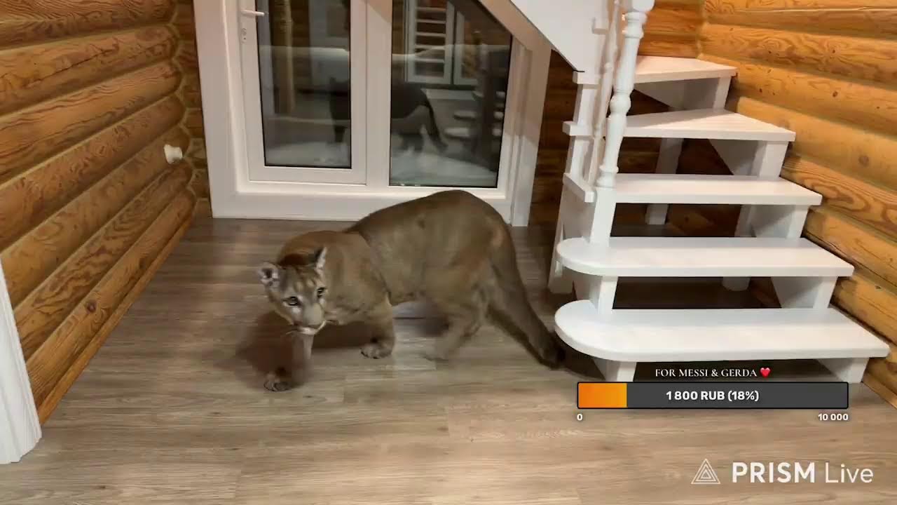 Прямая трансляция I_am_puma