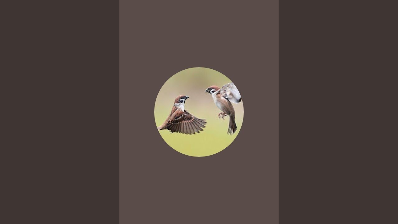 A k official  is live!