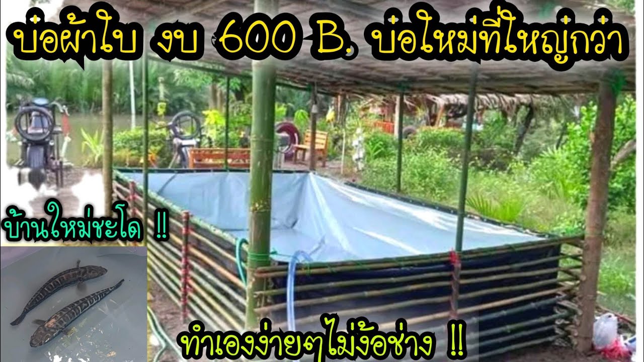 บ่อผ้าใบ งบ 600 บาท บ่อใหม่ที่ใหญ่กว่าเดิม !! เลี้ยงปลา เพาะพันธุ์ปลา !! ทำเองง่ายไปไม่ง้อช่าง 🐠
