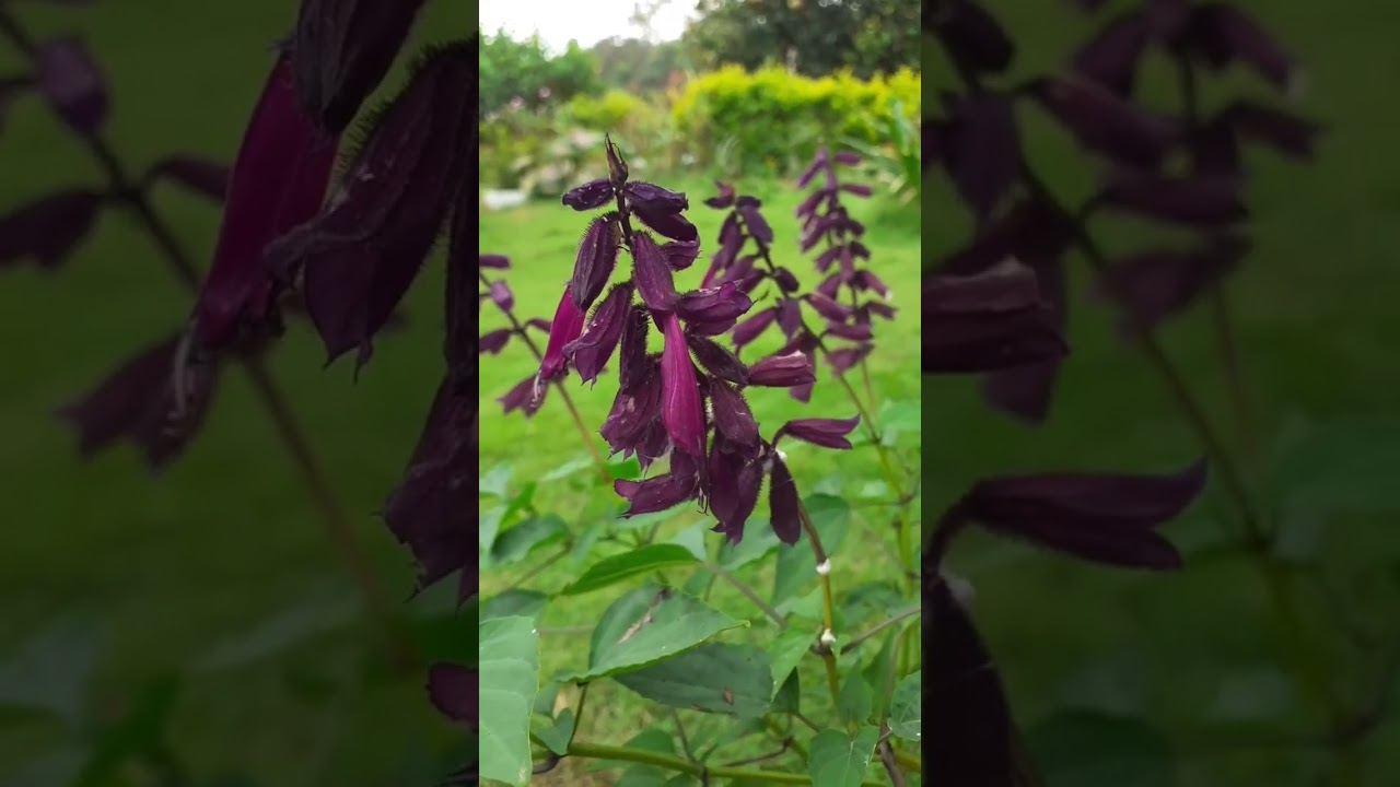 #Salvia splendens#Purple Salvia#Scarlet Sage Flower (Purple)#Flowers of Meghalaya🌿