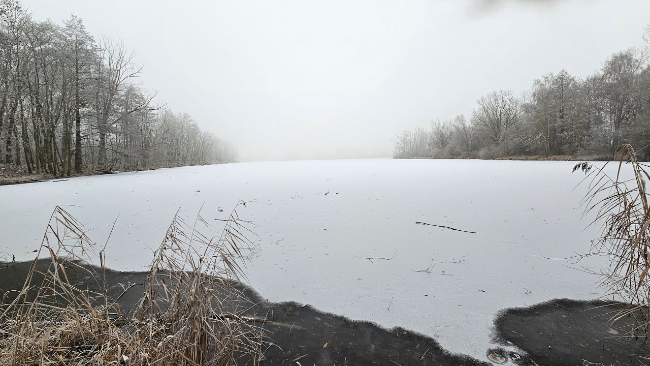 Live - morning by winter pond
