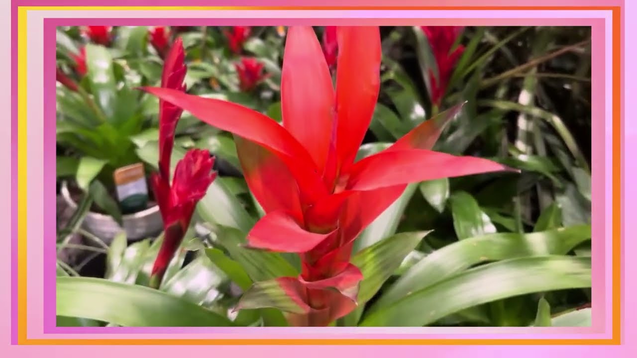 Vibrant Bromeliad Bloom
