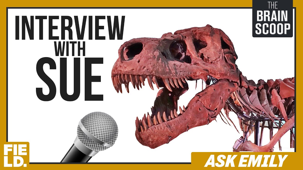 Interview with SUE! | Ask Emily