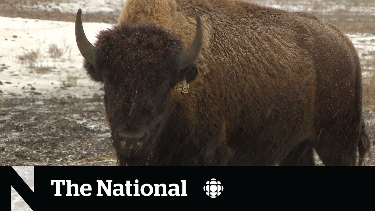 Why bison are being reintroduced on the Prairies