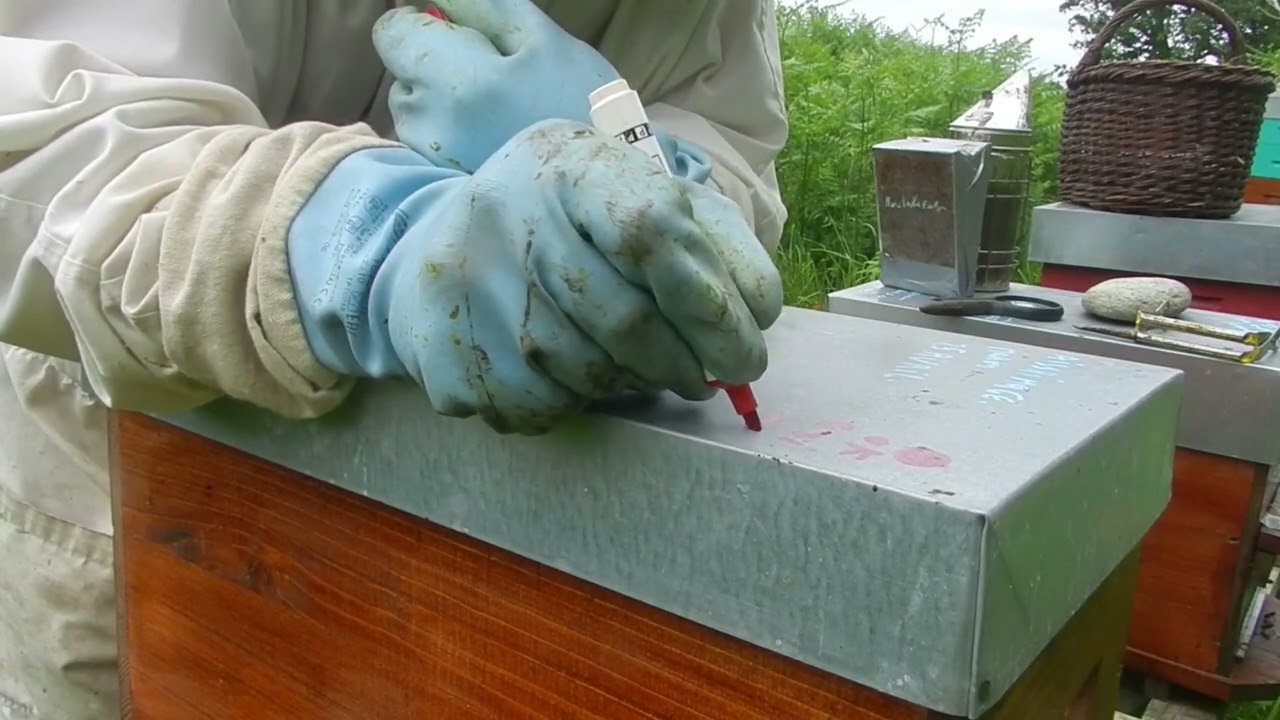 Contrôle vérification des essaims du printemps en juin dernier, y a-t-il une reine ou pas ?