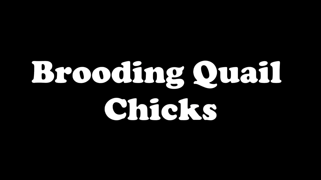 Raising Bobwhite Quail,Coturnix and Tibetan Quail,Raising Quail, How to hatch Quail, Hatching eggs