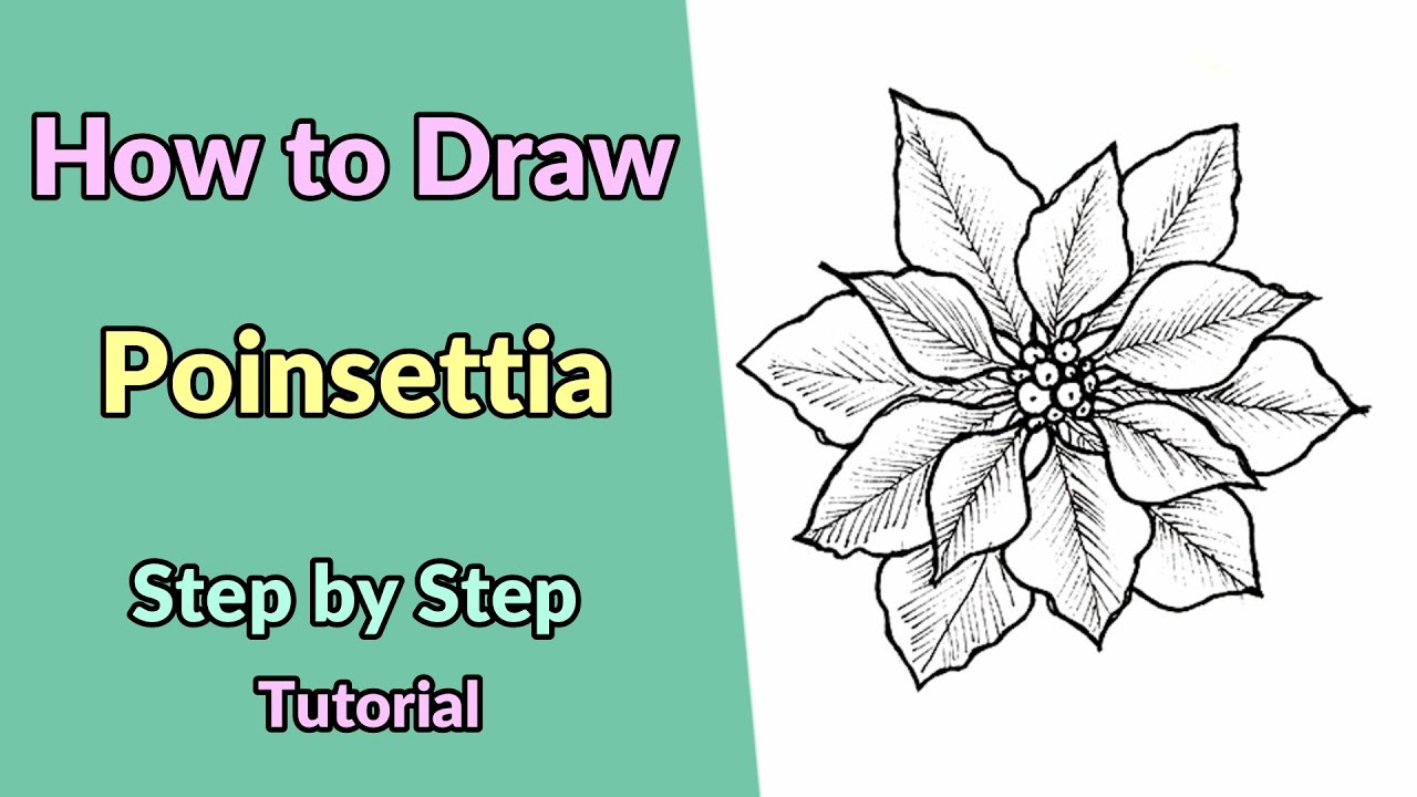Day 7 | How to Draw a Poinsettia | Step By Step | Floral Illustration | Line shading