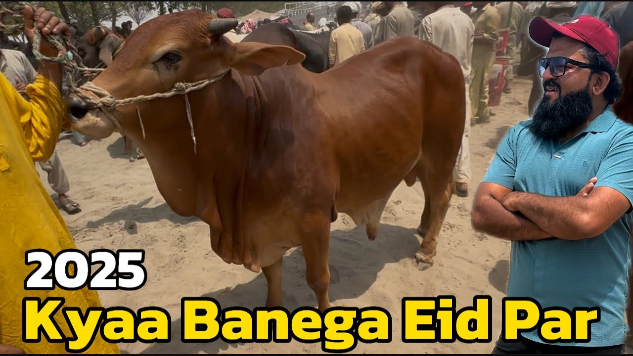 Cow Mandi sahiwal cholistani bachre | qurbani 2025 | shapur kanjra Mandi Lahore