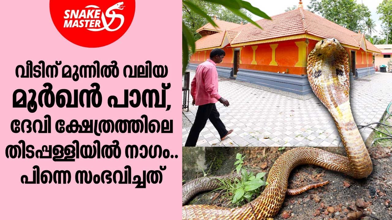 വീടിന് മുന്നിൽ വലിയ മൂർഖൻ പാമ്പ്,ദേവി ക്ഷേത്രത്തിലെ തിടപ്പള്ളിയിൽ നാഗം | Snakemaster EP 993