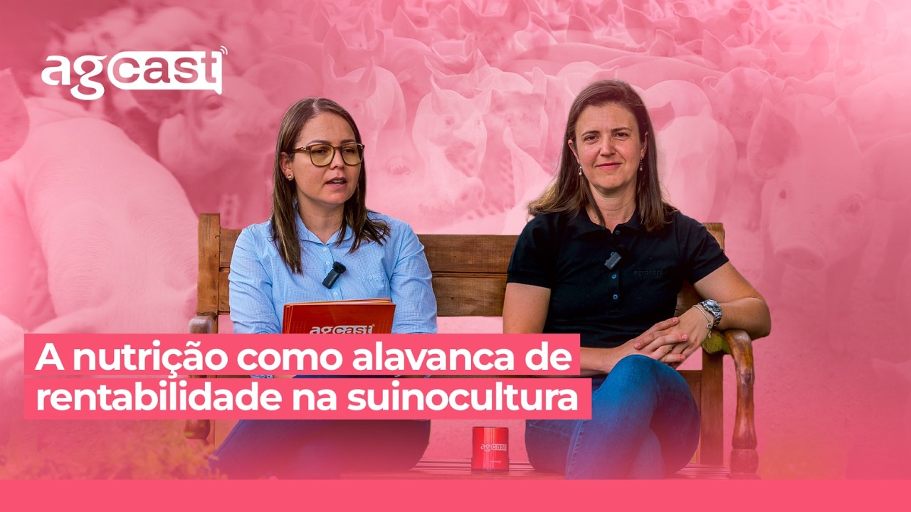 agCast | A nutrição como alavanca de rentabilidade na suinocultura