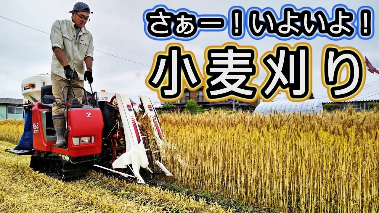 麦秋、小麦の刈り取り！ ヤンマーコンバイン
