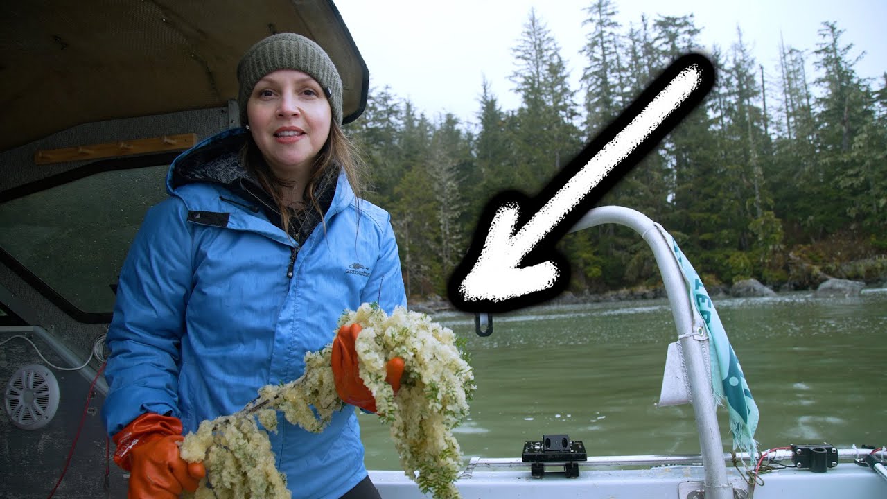 Harvesting Herring Eggs in Sitka, Alaska