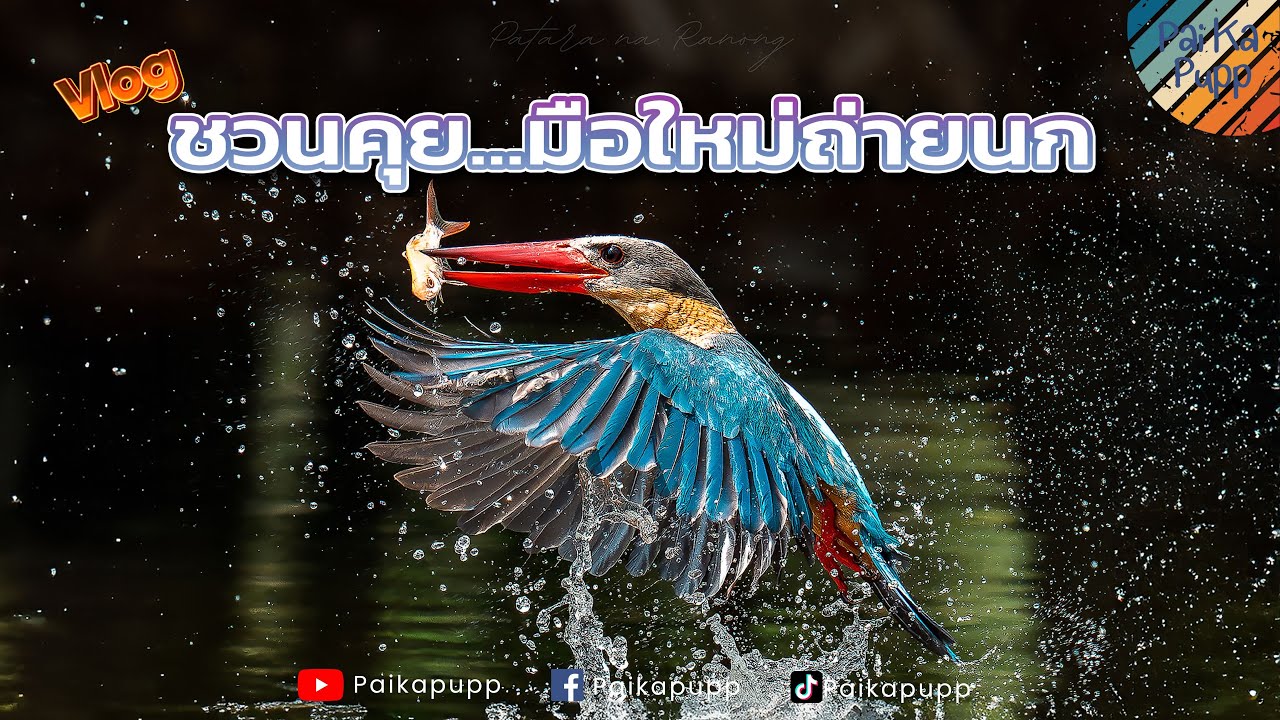 ชวนคุย มือใหม่เริ่มถ่ายนก - ไป กะ ปั๊ป