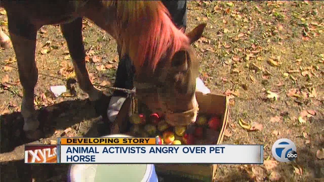 Animal activists angry over pet horse in Detroit