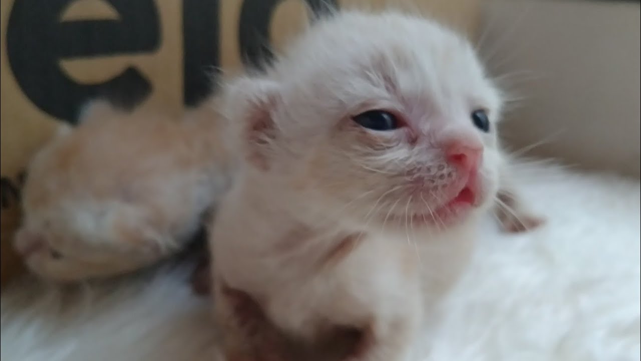 Feed Hungry Kittens Found in Trash. They're 2 Weeks Old