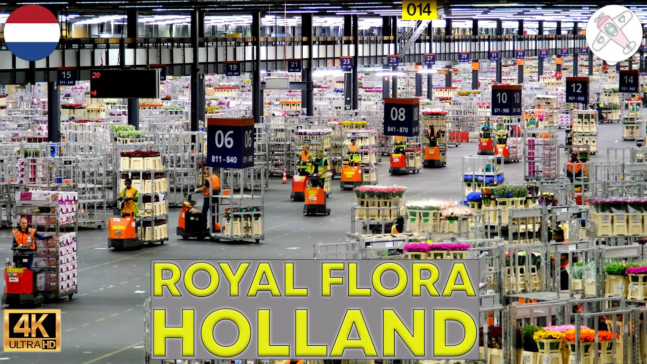 ROYAL FLORA HOLLAND │NETHERLANDS.  Just incredible! Here's the largest flower auction in the world.