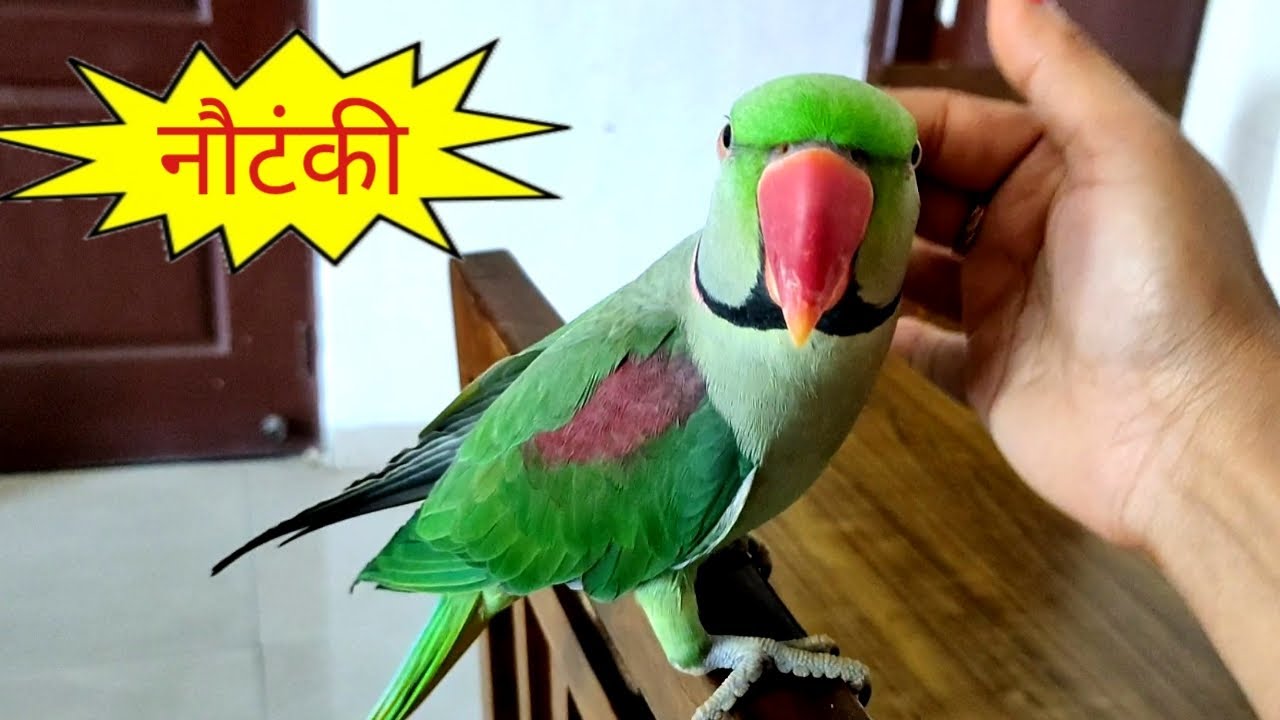 नौटंकी Parrrot yaa Mummy ka Beta pablo