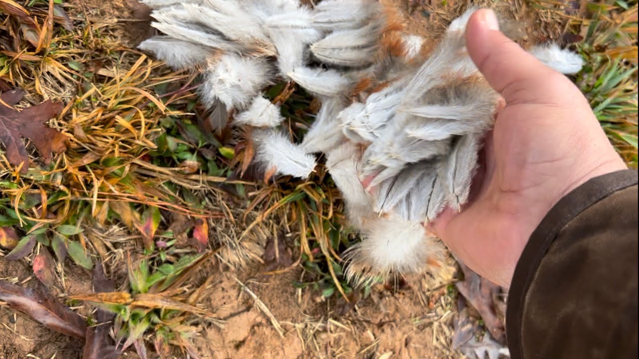 Chickens Attacked By Neighbor’s Dog | Predators Vs Pets