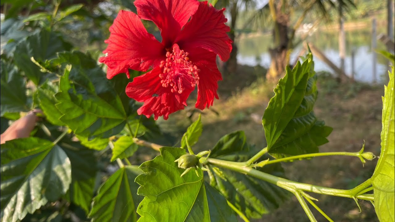 গাজীপুরের জামালপুর চৌরাস্তার সাথেই ছোট্ট একটি পার্ক | খুবই সুন্দর একটি পার্ক | Toya's Kitchen 
