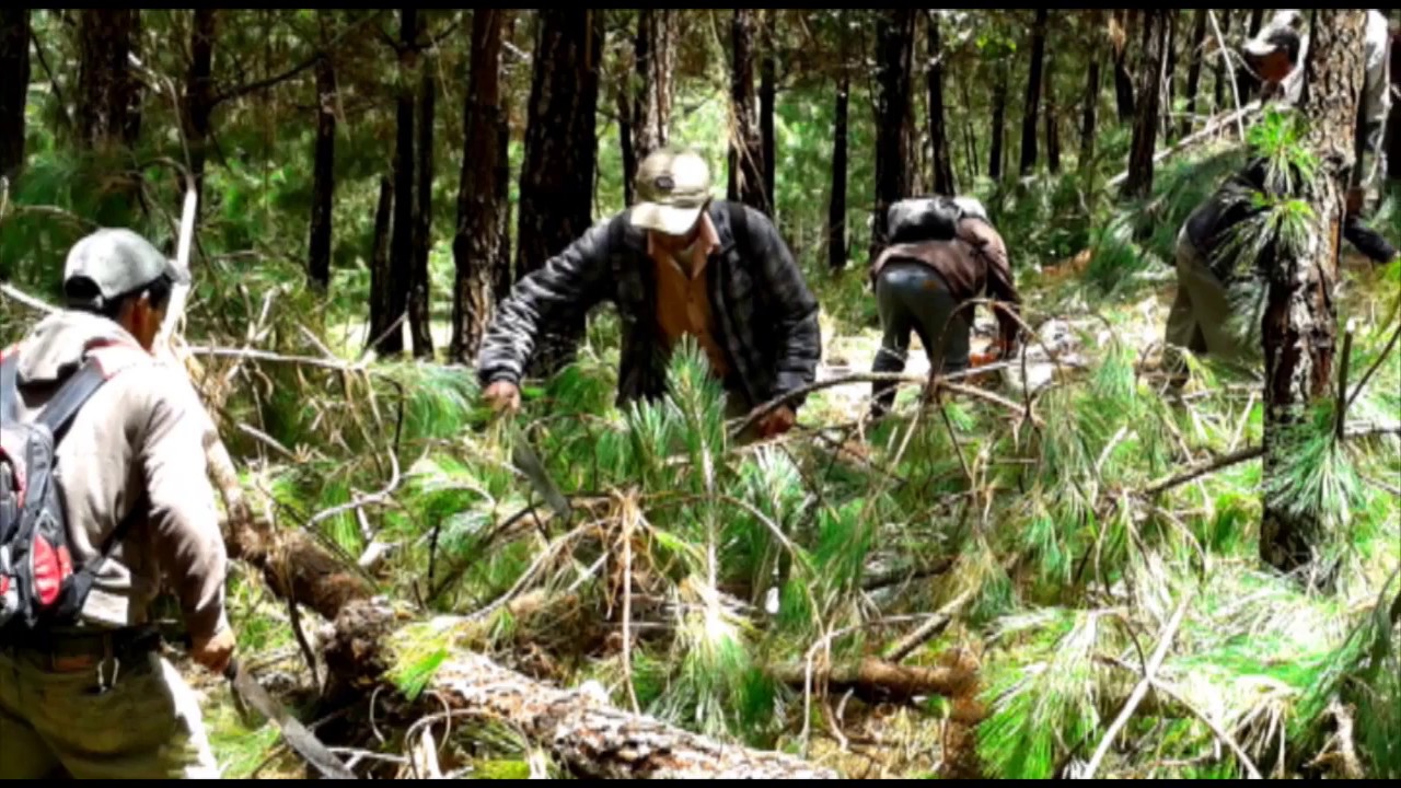 INAB y las Licencias Forestales