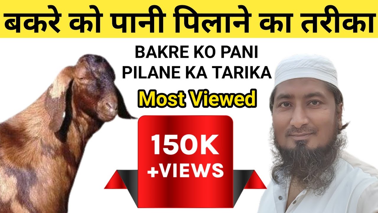 Bakre ko Pani pilane ka tarika||बकरे को पानी पिलाने का तरीका||