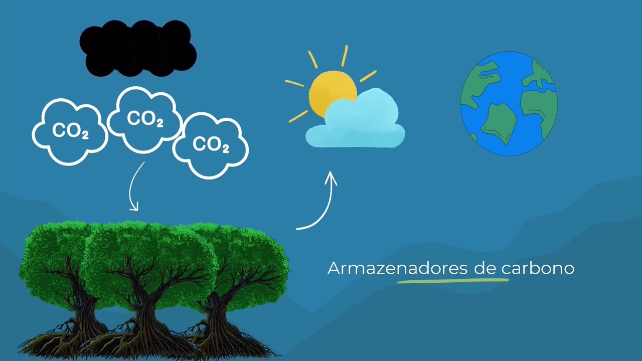 Por que &eacute; importante preservar os manguezais?