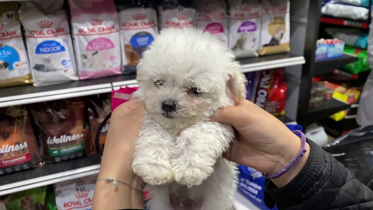 🐶 Perros French Poodle de venta en Quito, Guayaquil, Loja, Machala y todo Ecuador - Super Pet