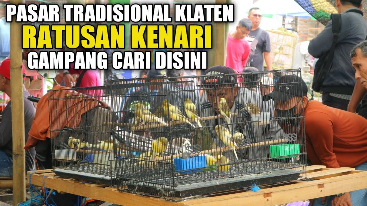 PASAR PEDAN‼️Mau cari kenari apa? Pasar Kenari paling rame di Klaten