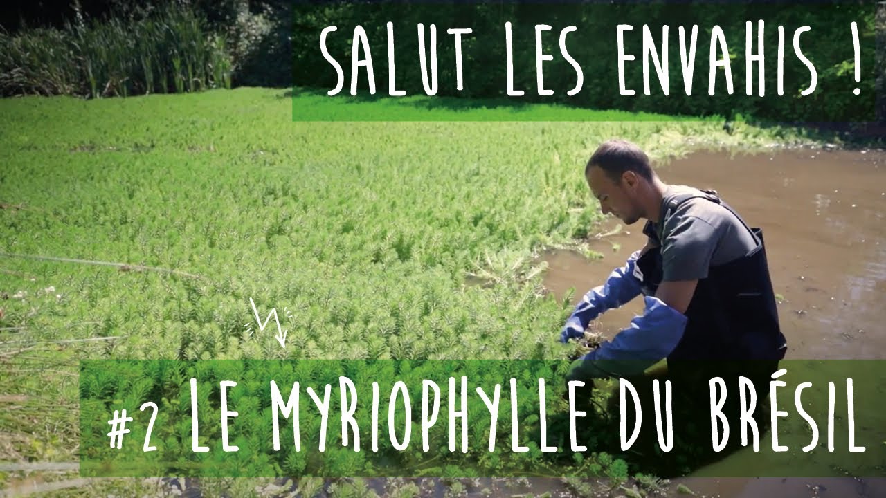 Salut les envahis ! Épisode 2 – le Myriophylle du Brésil.