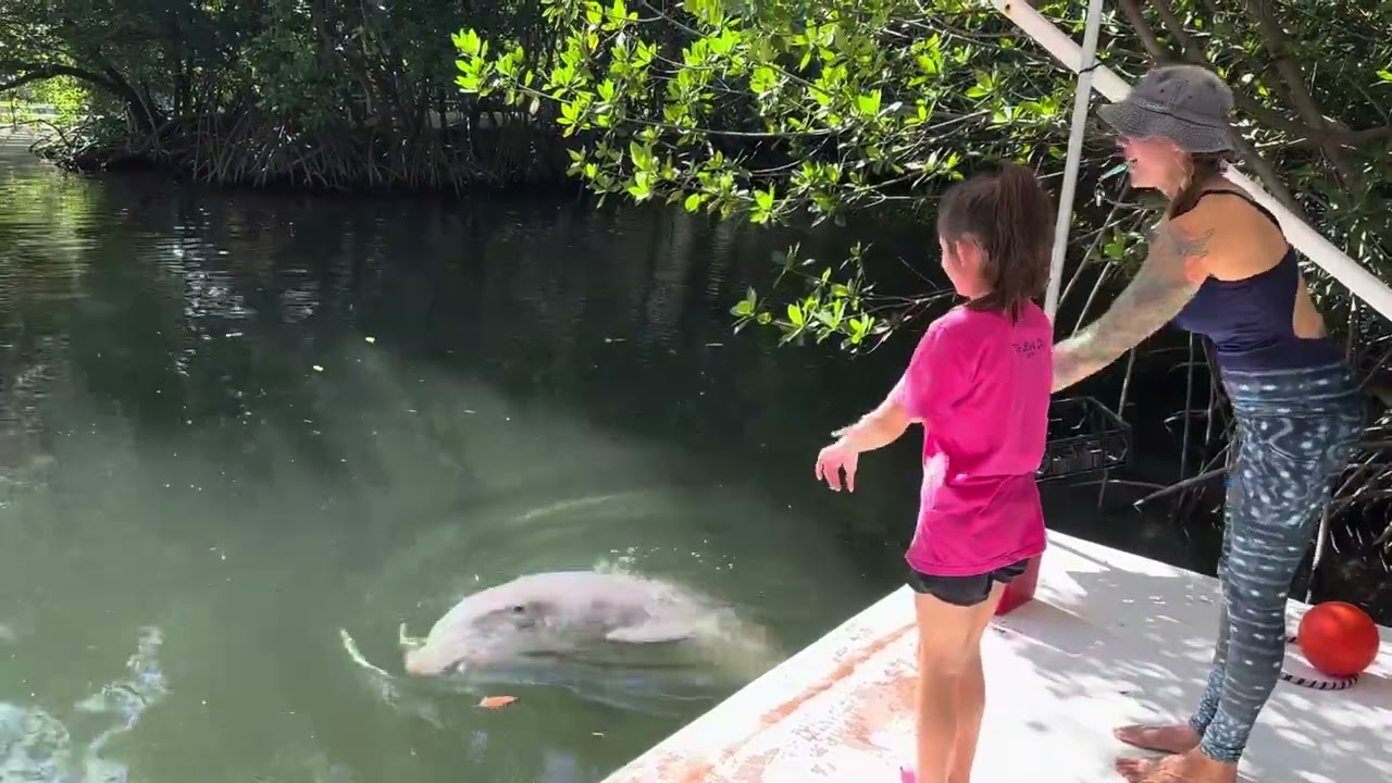 How to train a Dolphin Part 2