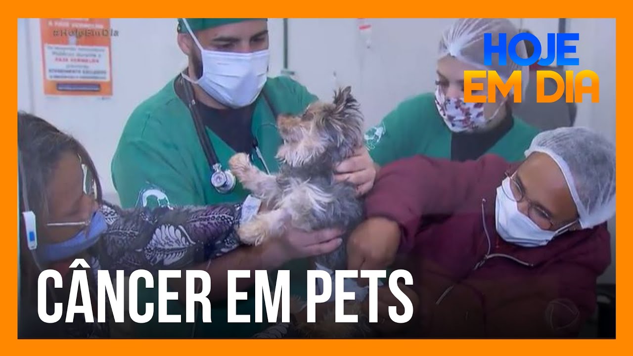 Saiba como identificar e tratar o câncer em pets