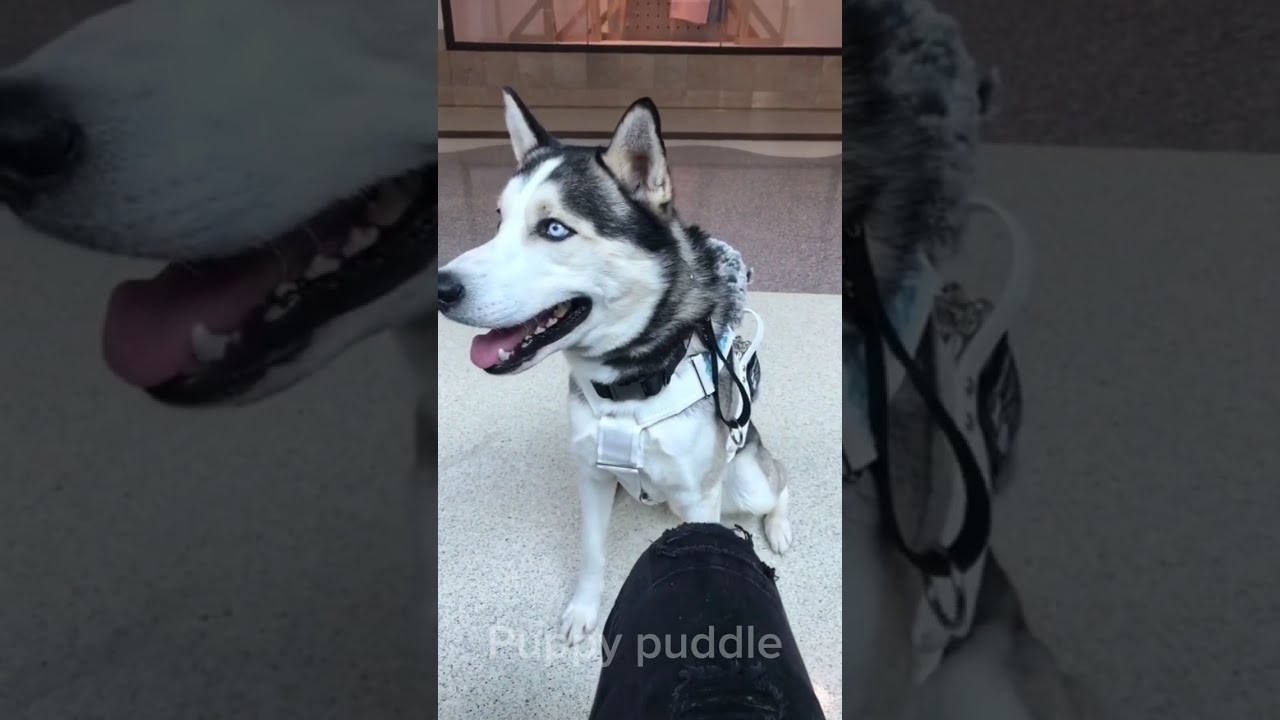 Хаски &mdash; это просто уморительно 🥰