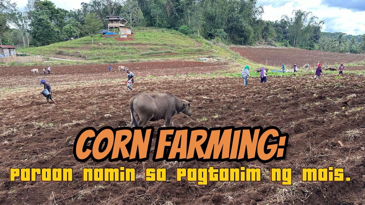 CORN FARMING: Paraan Namin sa Pagtanim ng Mais | Our Method of Planting Corn