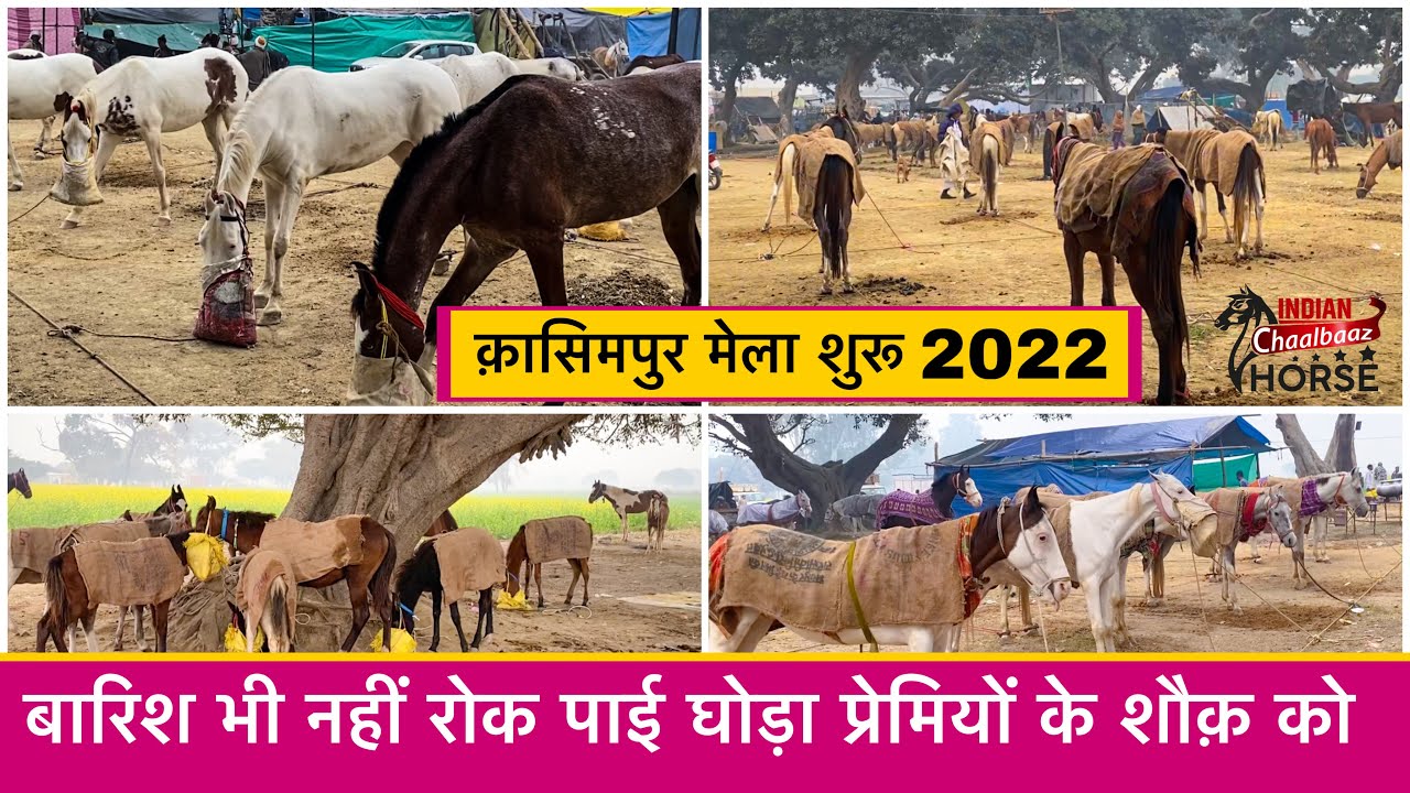 क़ासिमपुर मेला शुरू 2022 || इस साल के मेले में पिछले साल से ज़्यादा बिक्री  ( Kasimpur उत्तर प्रदेश)