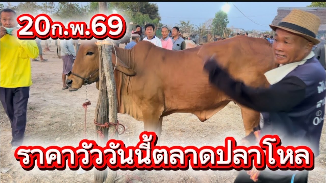 ราคาวัววันนี้ตลาดปลาโหล อ.วาริช จ.สกลนคร #ราคาวัววันนี้ 20/2/69