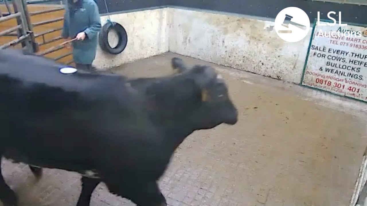 LSL Auctions - Show Heifer at Aurivo Livestock Mart Ballymote sold for €3150 - LSLAuctions.com