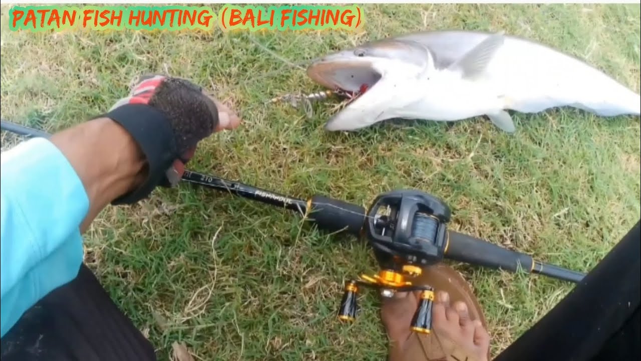 Bali fish hunting video with spoon and spinner,Patan fish,Cat fish, #river #monster #trending #viral