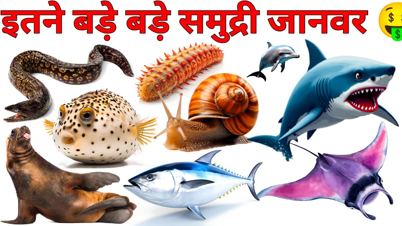 Sea animals name learning 🤑🤑kids education video hindi ||समुद्री जानवरो के नाम, बड़े बड़े जानवर, किड्स
