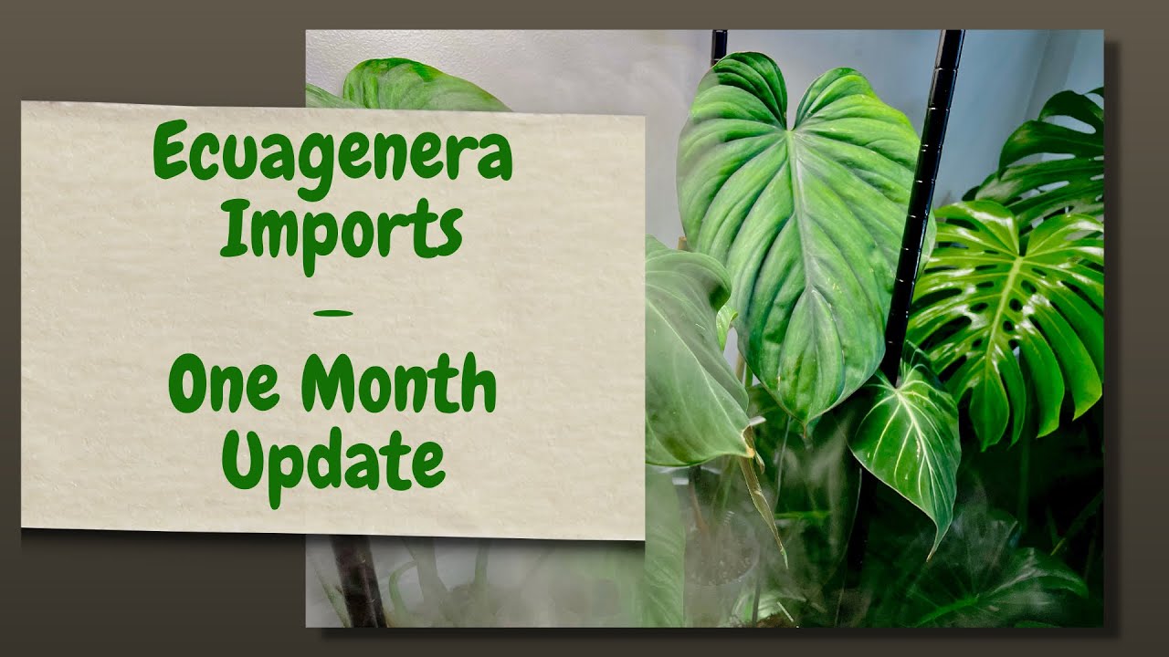Ecuagenera Import Plants | 1 Month Update
