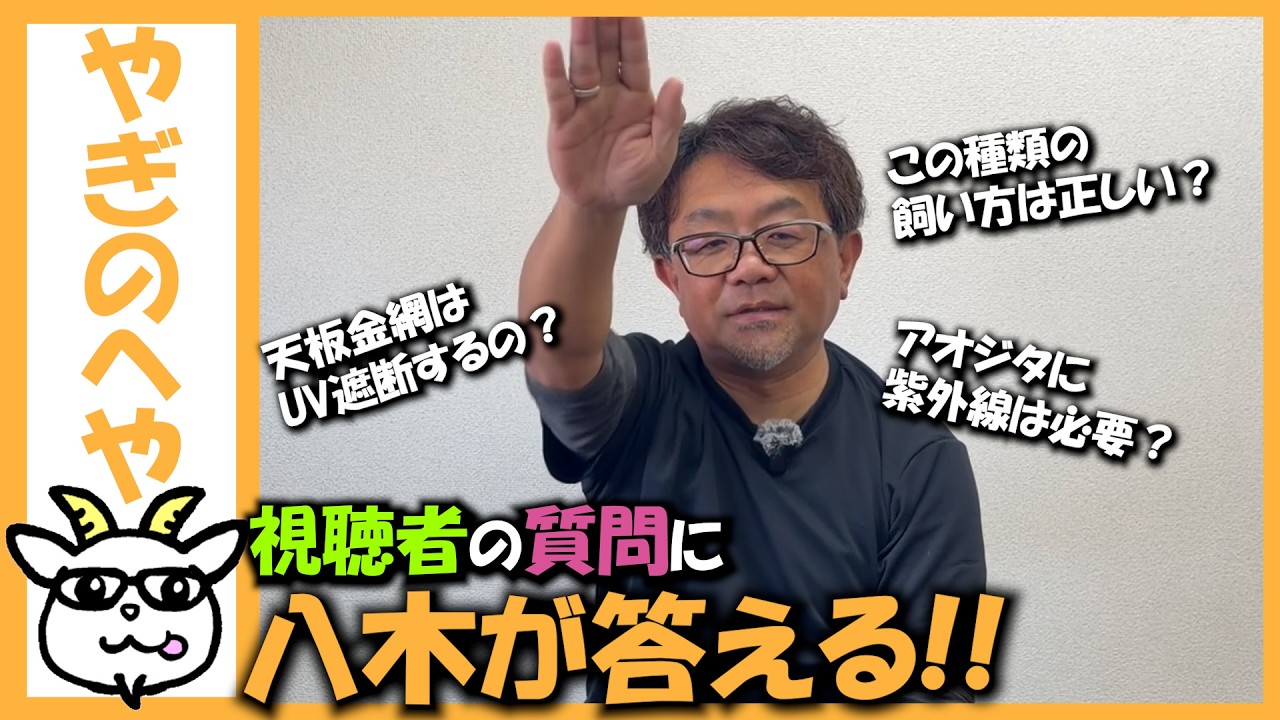 【質問返し】アオジタトカゲに紫外線は必要なの？