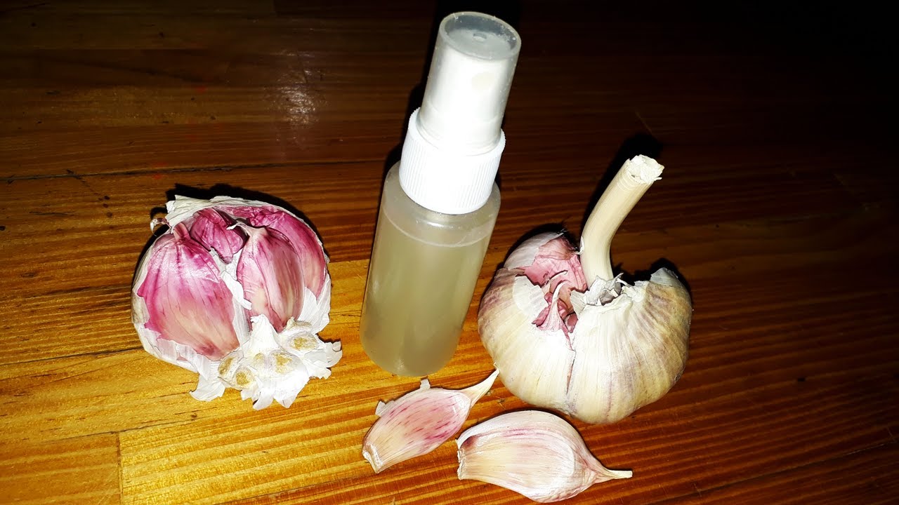 ESENCIA DE AJO 100% NATURAL PARA PESCA, MIRA CÓMO SE HACE