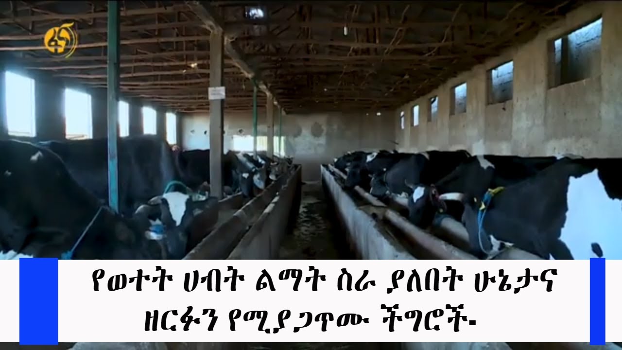የወተት ሀብት ልማት ስራ ያለበት ሁኔታና ዘርፉን የሚያጋጥሙ ችግሮች- #ከማምረት_በላይ