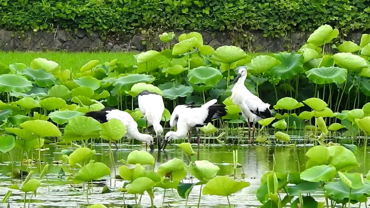 鳴門コウノトリ 2021/06/28 撮影 成長記録 徳島県鳴門市
