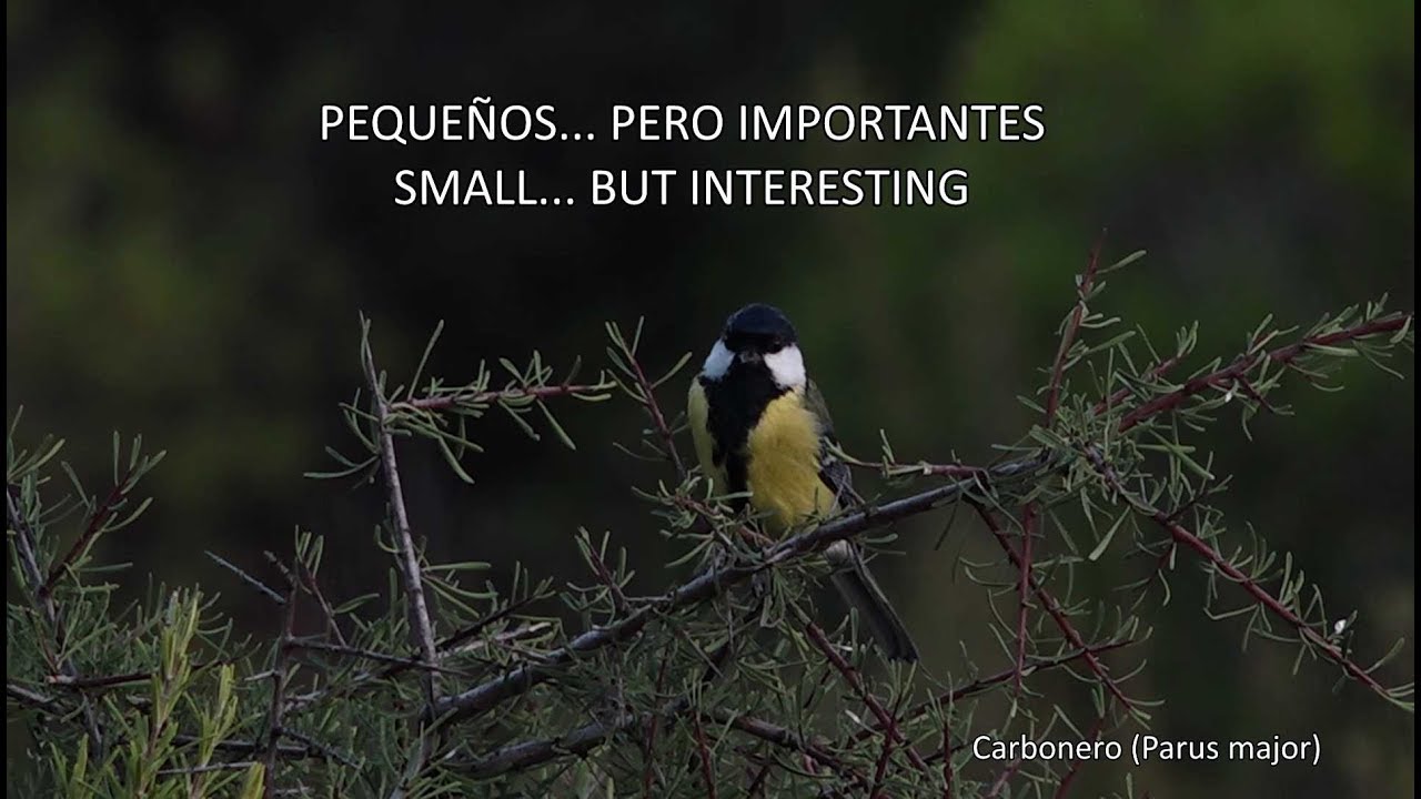 PEQUEÑOS PERO IMPORTANTES / SMALL BUT INTERESTINGS